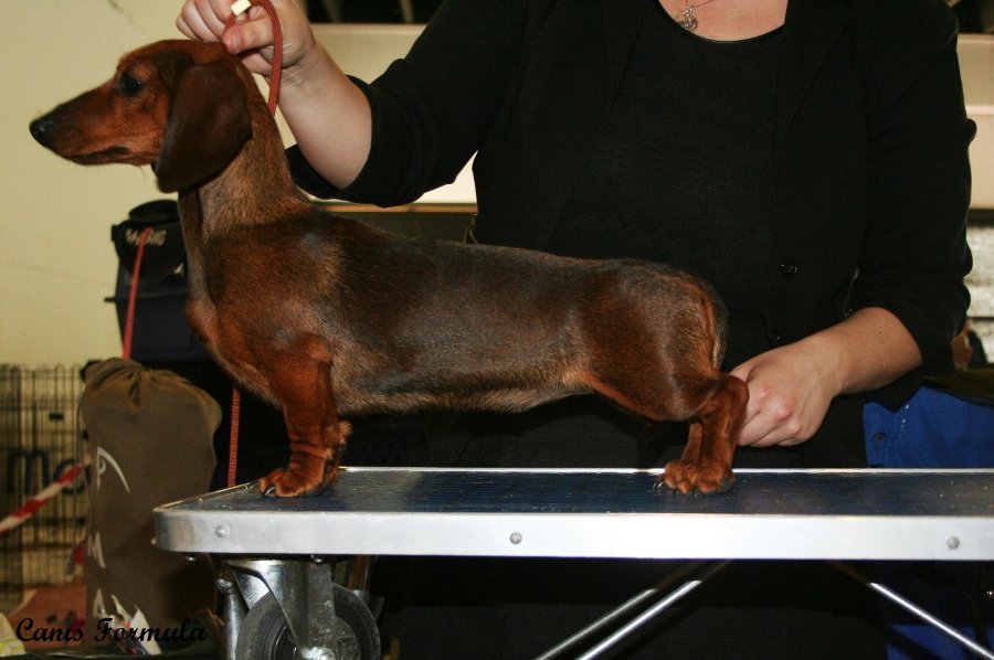 Dachshund kaninchen Ferrara